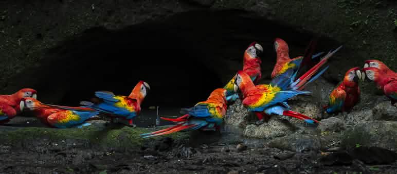 Un groupe d’aras aux couleurs vives en train de manger de l’argile