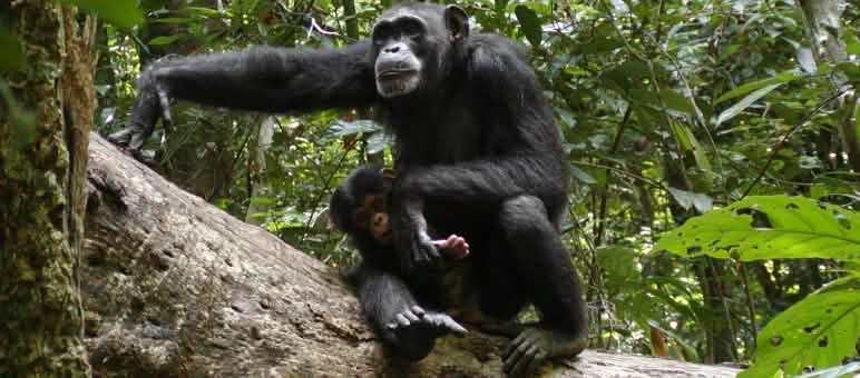 L’habitat des chimpanzés rétrécit, les aires protégées sont donc importantes Chimpanzés au parc national de Sapo