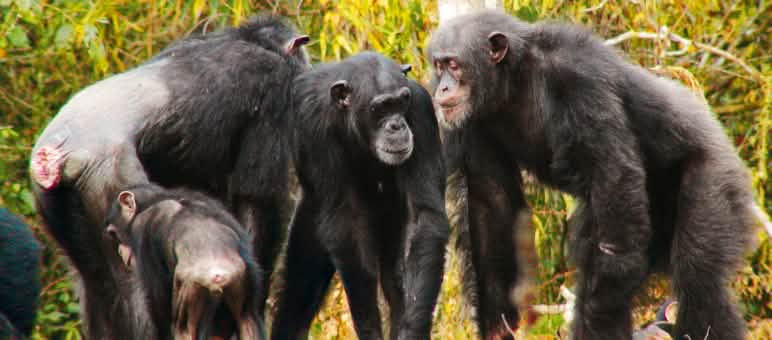 Une protection cohérente du chimpanzé d’Afrique de l’Ouest peut empêcher son extinction Chimpanzés