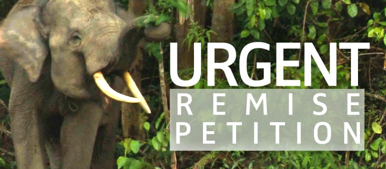 Éléphant dans la forêt de Sumatra