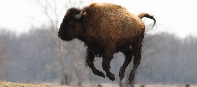L’habitat des bisons et des caribous est sauvé ! Un jeune bison saute en l’air