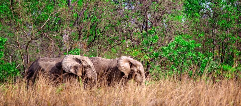Eléphants de savane dans le parc national de Mole au Ghana Eléphants de savane d’Afrique (Loxodonta africana) dans le parc national de Mole (Ghana)