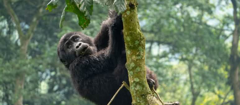 Les forêts tropicales du bassin du Congo abritent gorilles, chimpanzés et bonobos Gorille des montagnes en République démocratique du Congo