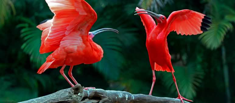 Deux ibis rouges sur une branche