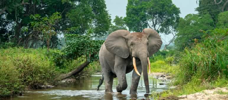 Éléphant de forêt en Afrique