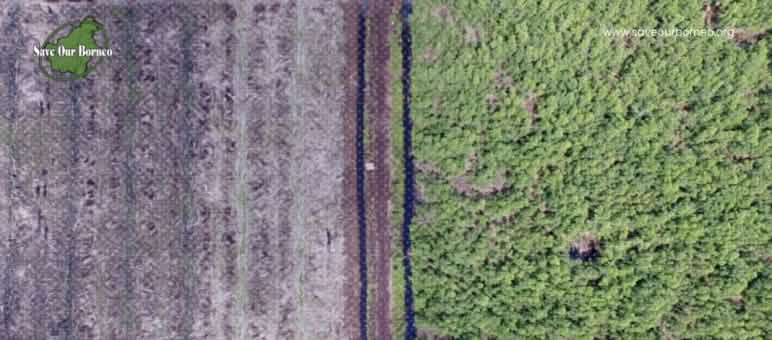 Image par drone d’une coupe à blanc