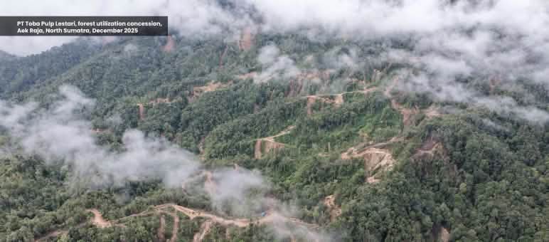 Photo prise par drone montrant l’exploitation forestière dans une forêt de montagne