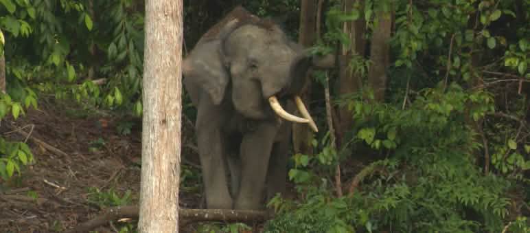 Huit éléphants de Sumatra vivent dans la forêt de Sepintun Éléphant de forêt à Sumatra