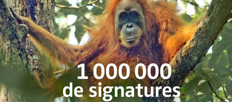 La contestation contre le barrage de Batang Toru mettant en péril l’habitat des orangs-outans est mondiale Femelle orang-outan de Tupalani