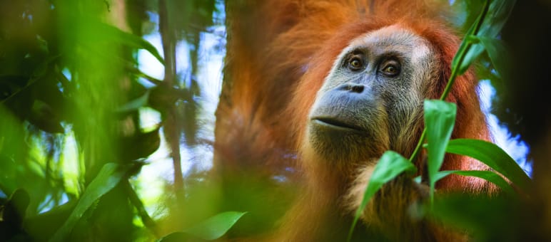 Orang-outan de Tapanuli (Pongo Tapanuliensis)