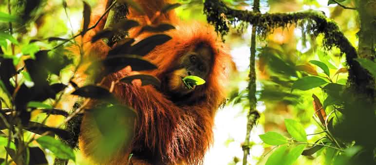 Pongo Tapanuliensis est l’espèce d’orang-outan la plus rare et la plus menacée Orang-outan de Tapanuli (Pongo Tapanuliensis)