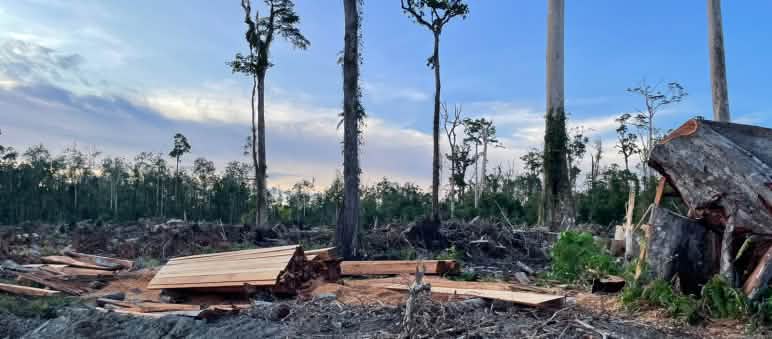 Coupe à blanc dans une tourbière où restent 5 grands arbres sans branches