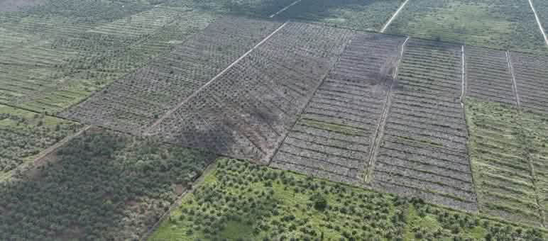 L'huile de palme détruit les forêts tropicales et les moyens de subsistances de ses habitants Photo de drone de nouvelles plantations de palmiers à huile