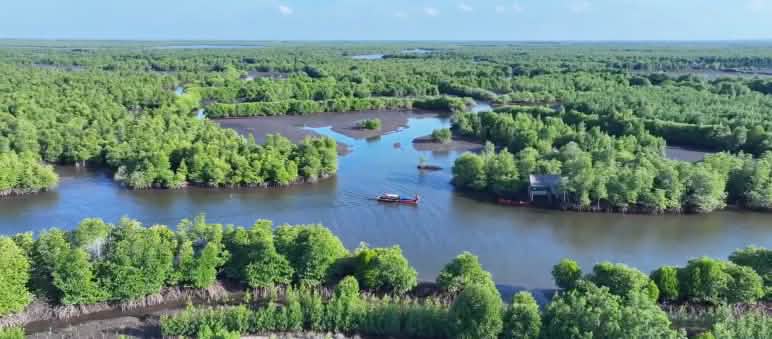 Forêt de mangroves vue du ciel
