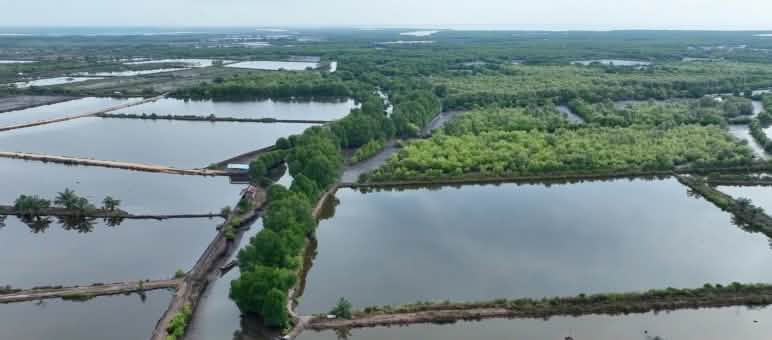 Étangs piscicoles dans l’ancienne forêt de mangroves