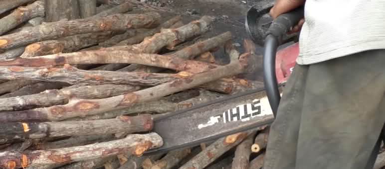 Un homme coupe des racines de mangrove avec sa tronçonneuse