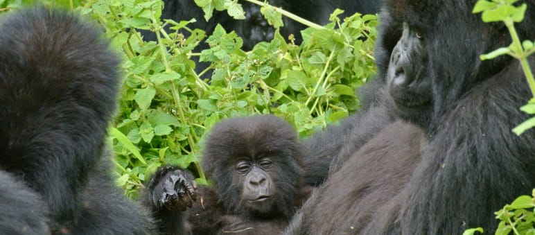 Gorilles dans le parc national des Virunga