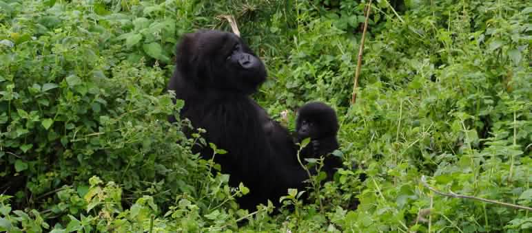 Les gorilles du Parc national des Virunga sont également menacés Gorille avec son bébé dans le Parc national des Virunga