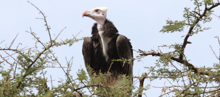 Plusieurs espèces de vautours, comme le vautour à tête blanche, sont menacées d’extinction Vautour en Afrique