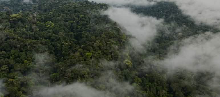 Vue aérienne du Yasuní en Equateur