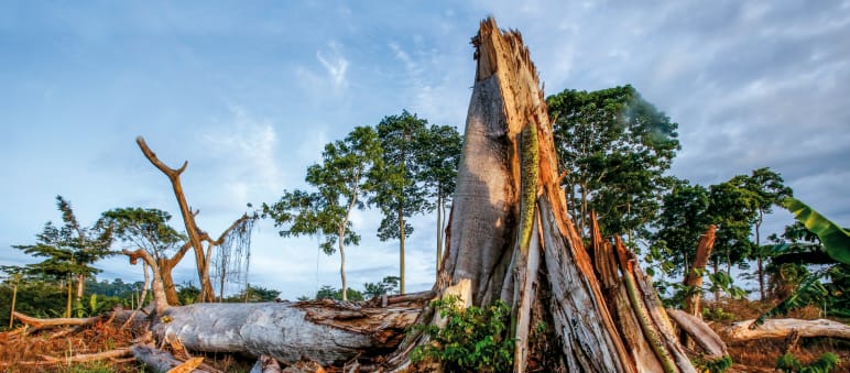 Triste réalité : les forêts tropicales continuent à être détruites pour le chocolat Zone forestière défrichée