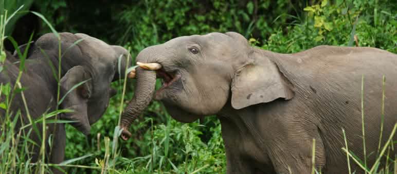 Deux éléphants nains à Sabah Eléphants nains à Sabah