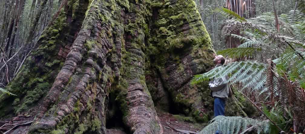 La protection des arbres les plus hauts du monde est remise en cause en Tasmanie