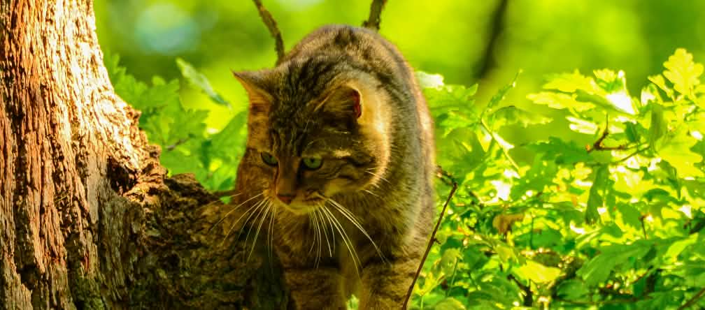 Chat sylvestre (Felis silvestris silvestris) appelé également chat forestier ou chat sauvage d’Europe