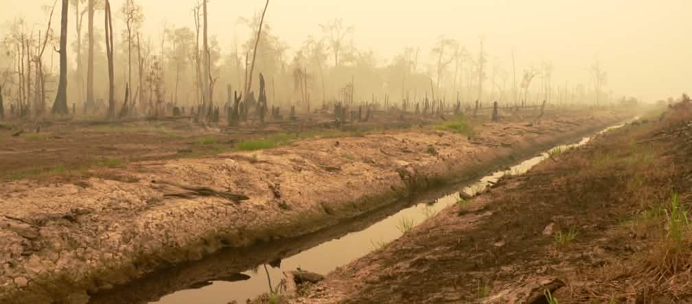 Zone de tourbières déboisées dans le centre de Kalimantan pour le projet de rizières d'un million d'hectares