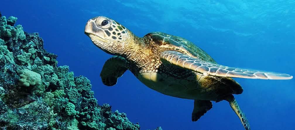 Les tortues vertes, qui existent depuis environ 200 millions d'années, sont en grand danger
