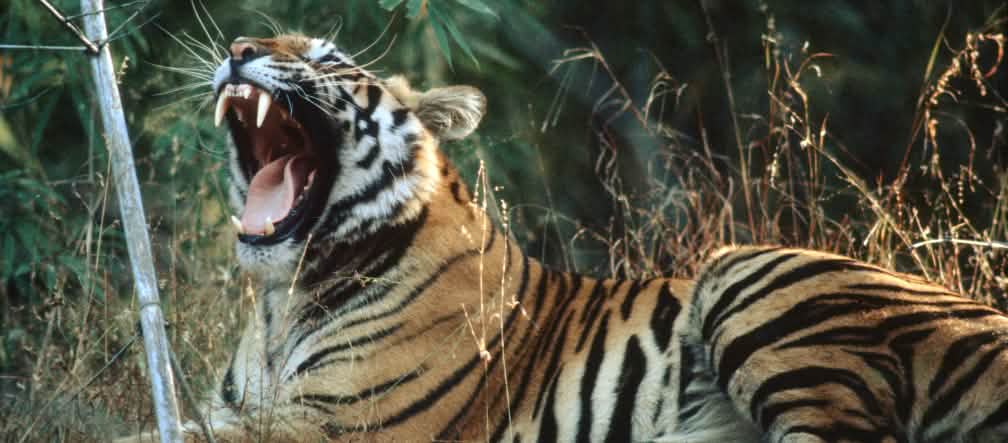 Les tigres ont besoin de vastes territoires pour survivre