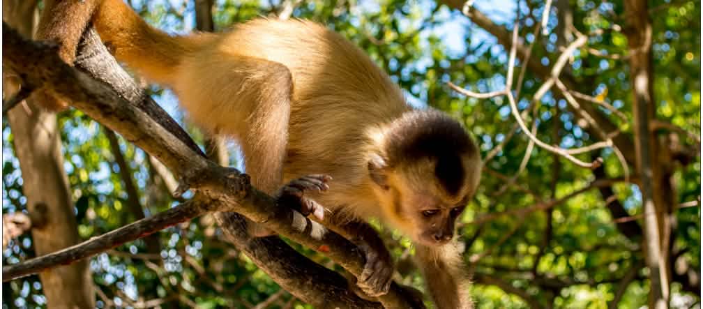 Un singe capucin de l’espèce  "Cebus kaapori" sur une branche
