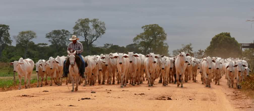 Troupeau de bovins dans l’état brésilien du Mato Grosso