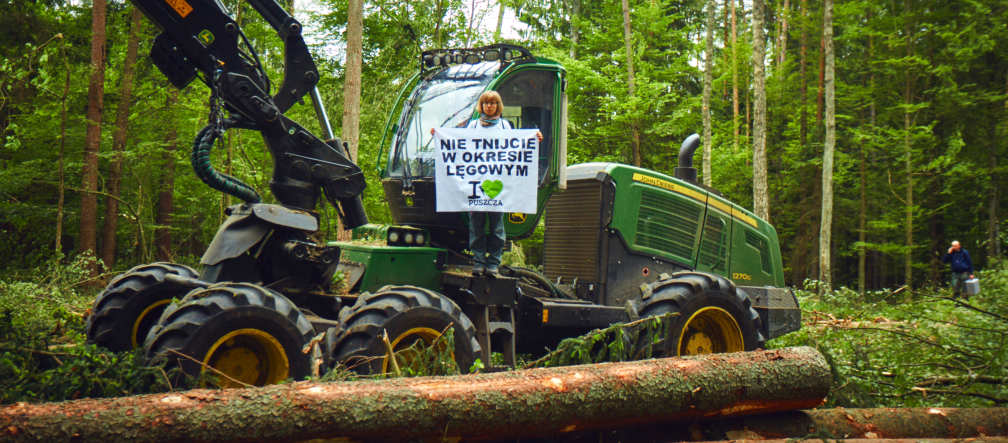 Les défenseurs de l’environnement bloquent les engins des bûcherons Protestation contre l’abattage d’arbres dans la forêt de Bialowieza, inscrite au patrimoine mondial de l'Unesco (Pologne)