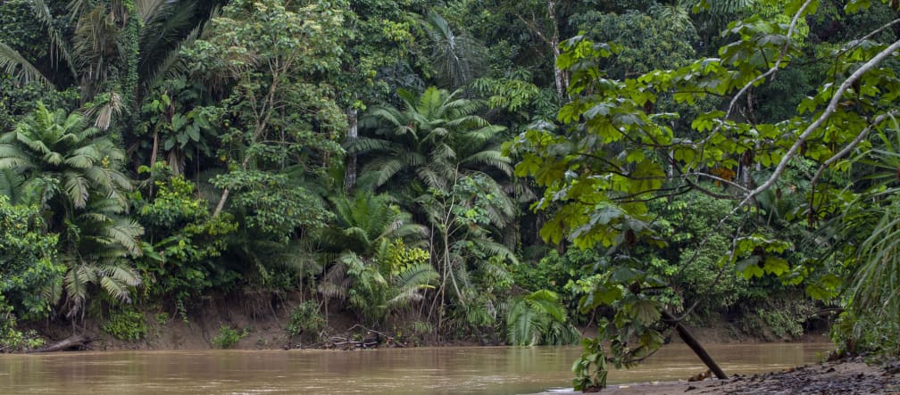 Cours d’eau dans la forêt tropicale du parc national Yasuní