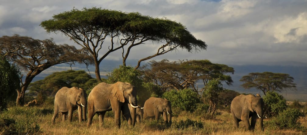 Éléphants dans la savane