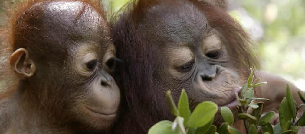 Les orangs-outans de Sumatra sont en très grand danger