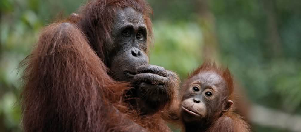 Le Parc national de Kutai est un habitat naturel essentiel pour l'orang-outan de Bornéo