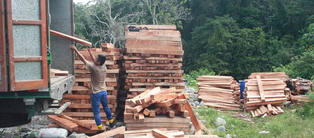Le bois de balsa est chargé dans des camions