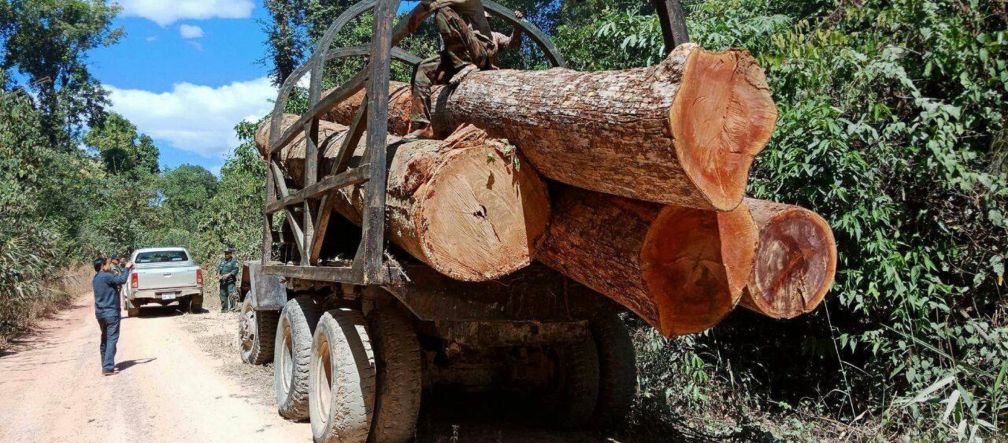 Coupe de bois illégale au Cambodge
