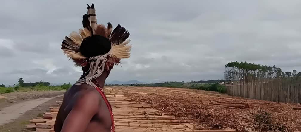 Indigène dans une plantation d’eucalyptus au Brésil