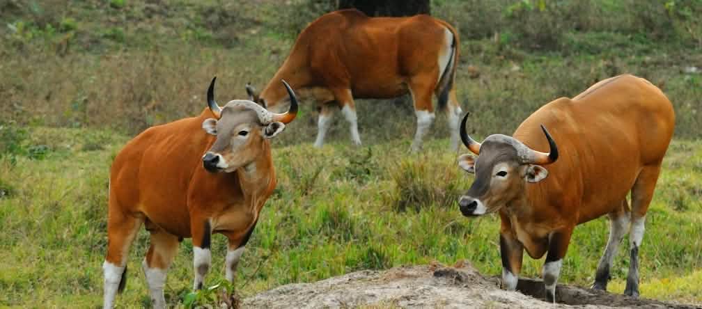 Des bovins sauvages roux paissent dans un pré