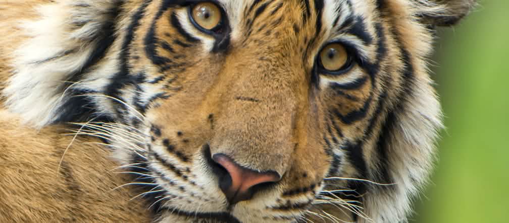 Tigre du Bengale