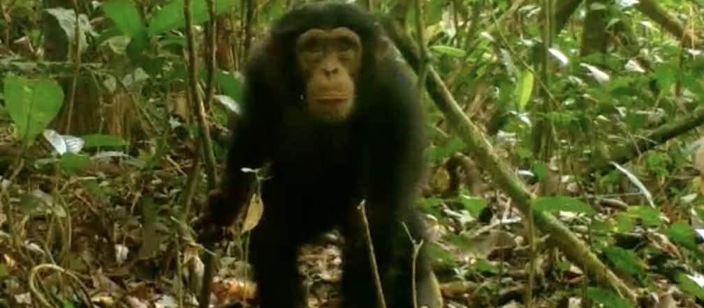 Chimpanzé dans le parc national de Grebo-Krahn au Libéria