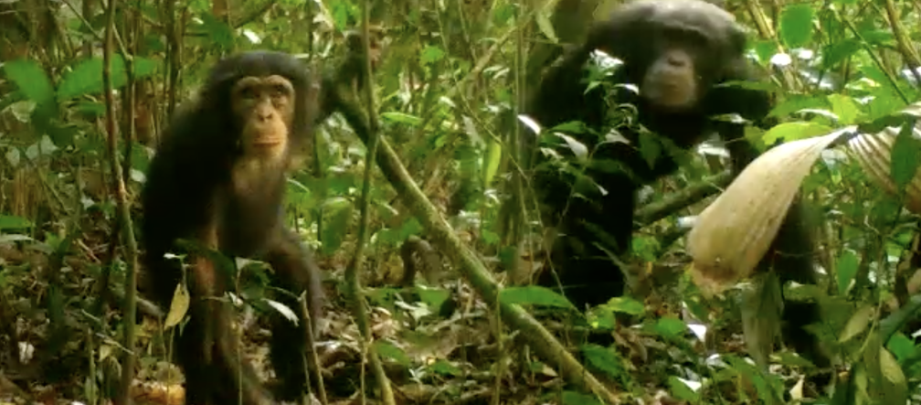 Grande première : des chimpanzés filmés à l’état sauvage dans le parc national Grebo-Krahn au Libéria Curieux, un jeune chimpanzé regarde dans la caméra. Sa mère reste en arrière-plan. Image capturée dans le parc national Grebo-Krahn au Libéria