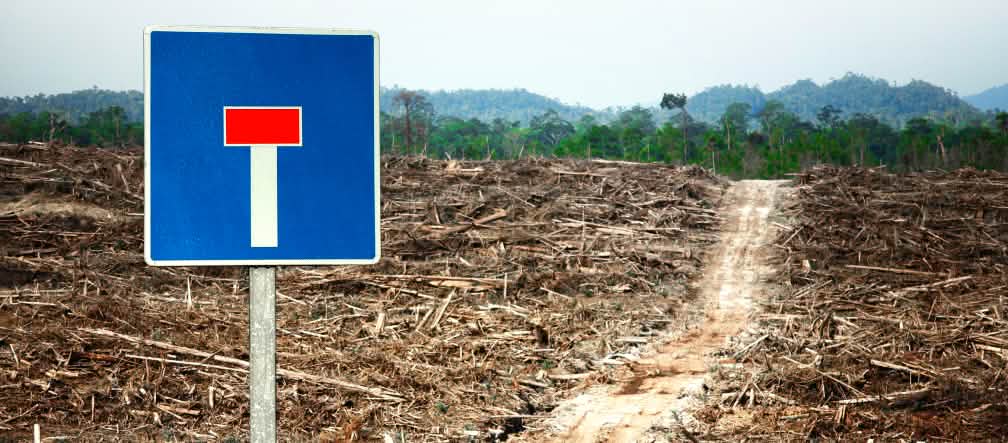 Photomontage: un panneau "voie sans issue" au bord d’un chemin au milieu d’une zone déboisée et qui mène jusqu’à une forêt tropicale encore intacte