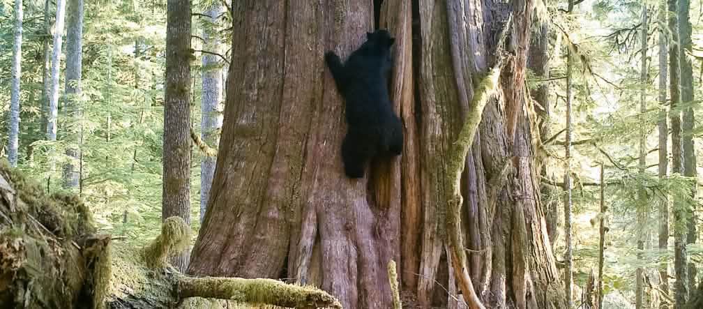 Un ours noir (Ursus americanus), aussi appelé baribal, en train de grimper à un arbre géant sur l’île de Vancouver dans la province de Colombie britannique au Canada
