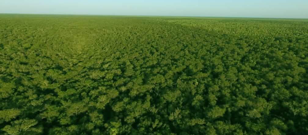Vue aérienne de la forêt intacte du Chaco au Paraguay