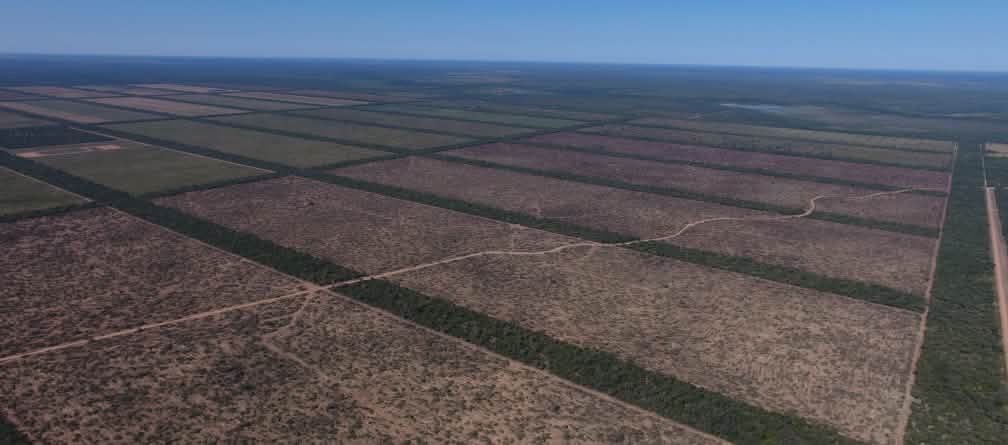Vue aérienne d’immenses zones rectangulaires défrichées dans la forêt du Chaco, au Paraguay