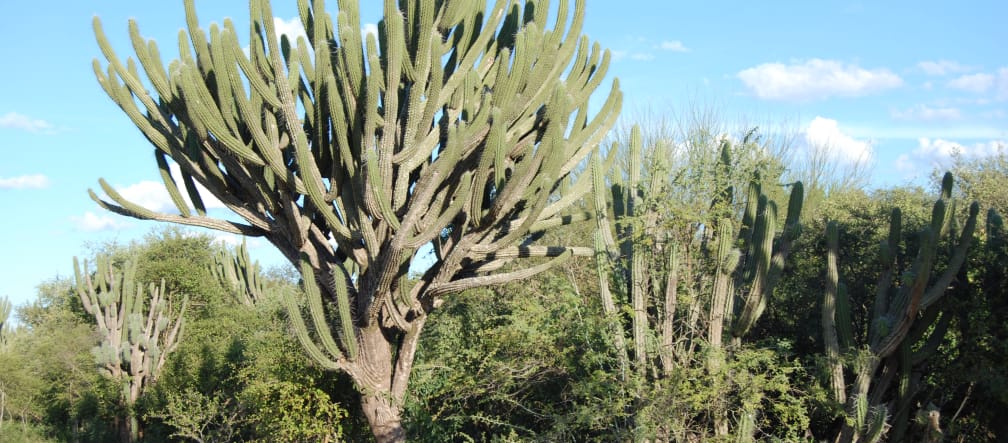 Végétation typique du Chaco avec de nombreux cactus et autres